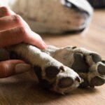 Pet Loss Grief Certification: How to Become a Compassionate Guide for Grieving Pet Owners
