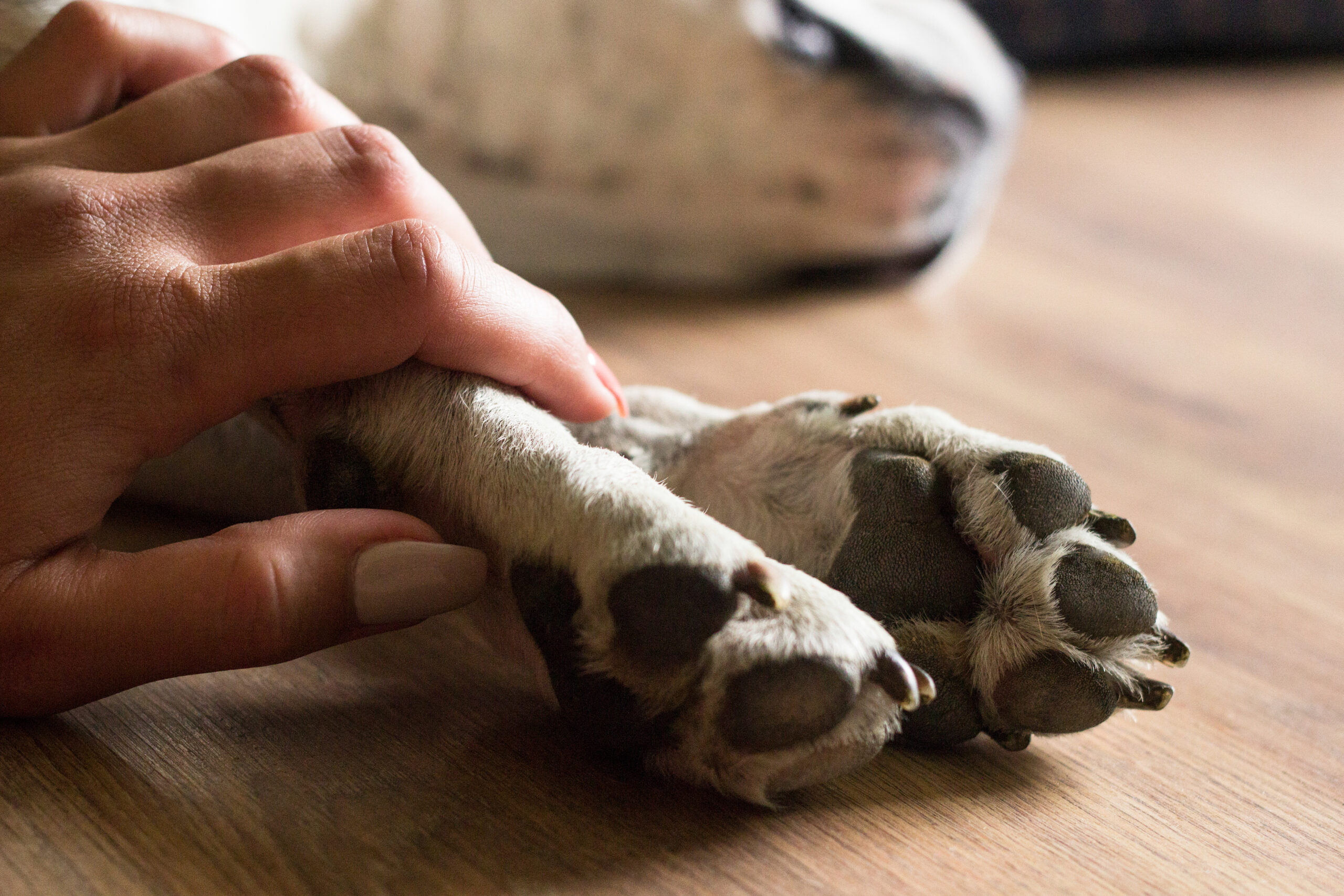 Pet Loss Grief Certification: How to Become a Compassionate Guide for Grieving Pet Owners